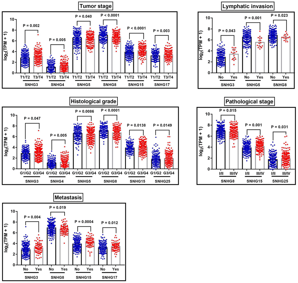 The correlation between SNHGs expression and the clinical characteristics of ccRCC patients. The correlation between SNHGs expression and tumor stage, lymphatic invasion, histological grade, pathological stage and metastasis.