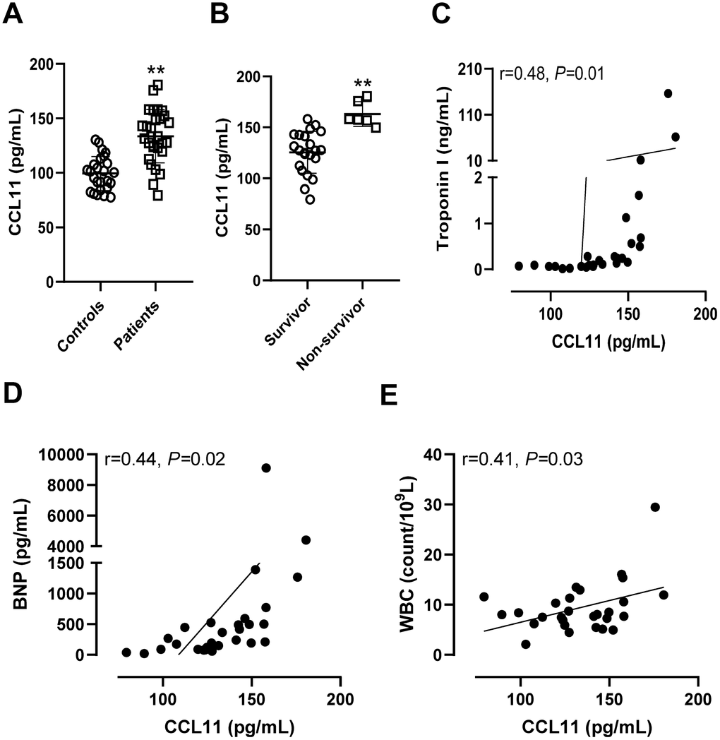 Circulating CCL11 levels in patients with sepsis-induced myocardial injury. (A) Serum CCL11 levels in control patients without infections and in patients with sepsis-induced myocardial injury. **P vs. controls. (B) Serum CCL11 levels in survivors and non-survivors with sepsis-induced myocardial injury. **P vs. survivors. The correlations between serum CCL11 levels and troponin I (C), B-type natriuretic peptide (BNP) (D), and white blood cell (WBC) count (E).