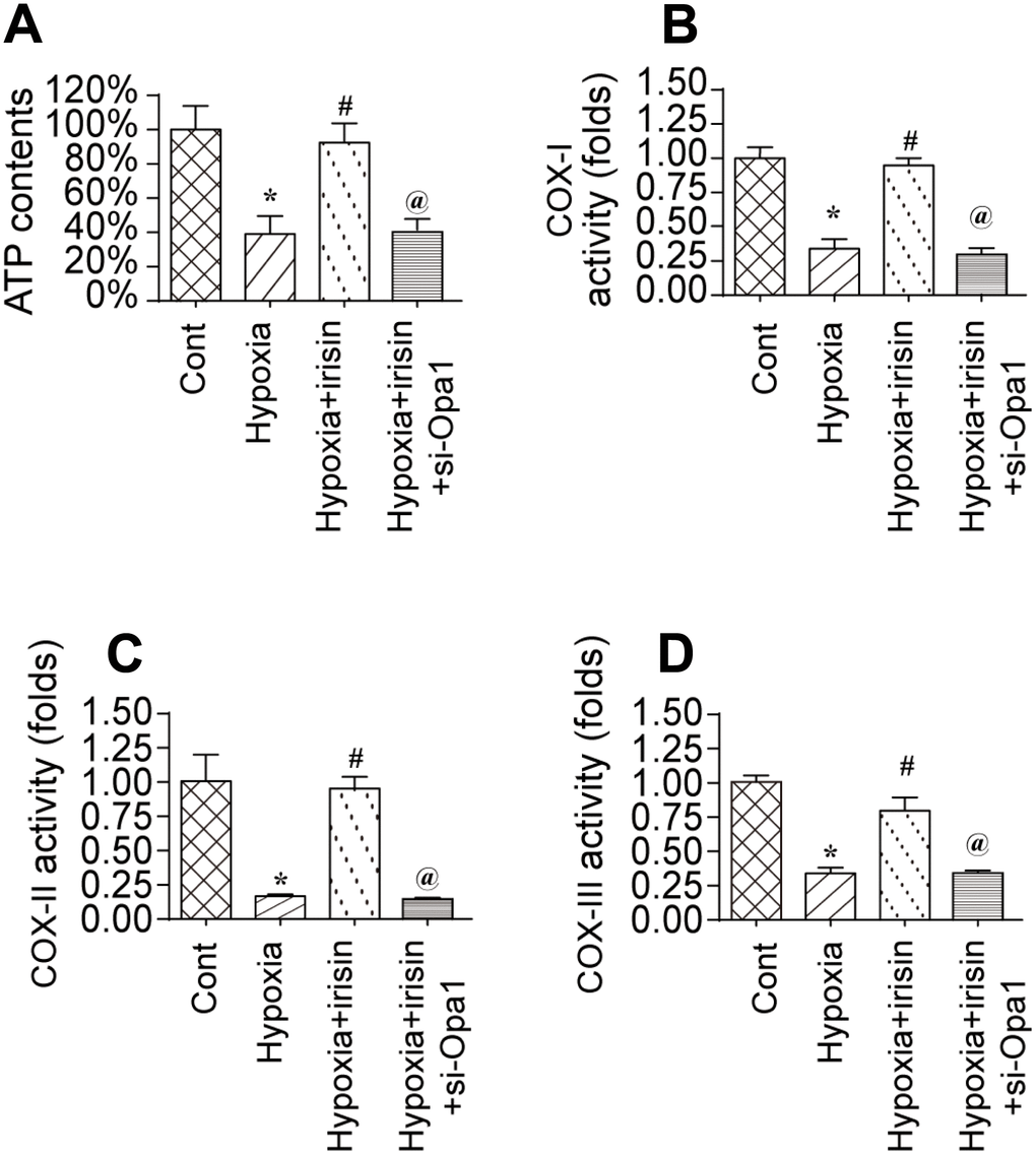 Irisin activates Opa1-induced mitophagy to restore mitochondrial energy metabolism. (A) Measurement of ATP production by ELISA. (B–D) Measurement of mitochondrial respiratory complex activity by ELISA. *P 