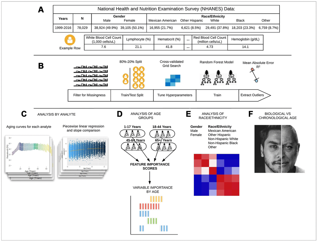 Schematic overview of our study. (A) The CDC NHANES datasets from 1999-2016 (N refers to size before filtering) were used in our analyses; shown are summary statistics and an example row for a single individual in the dataset. (B) An overview of the machine learning pipeline used in the study. We filtered on a set missingness criteria (Methods) and then separated individuals into an 80/20 train/test split. We used a random forest model with hyperparameters tuned using a cross-validated grid search. After training the model we tested using cross-validation and the 20% held-out test set and analyzed outliers. (C) Aging curves for individual analytes were computed and analyzed for linear and non-linear trends. Piecewise regression analysis and breakpoint estimation were used to estimate breakpoints and compare slopes separated by breakpoints. (D) Models were trained separately for four U.S. Census age groups and feature importance scores were computed for each age group. (E) Models were trained on subgroups of the dataset separated by race and gender. The feature importance scores were calculated for each model and compared across race/gender groups. (F) Analyses of the trajectories of analytes across age ranges were used to compare chronological vs. biological definitions of age.