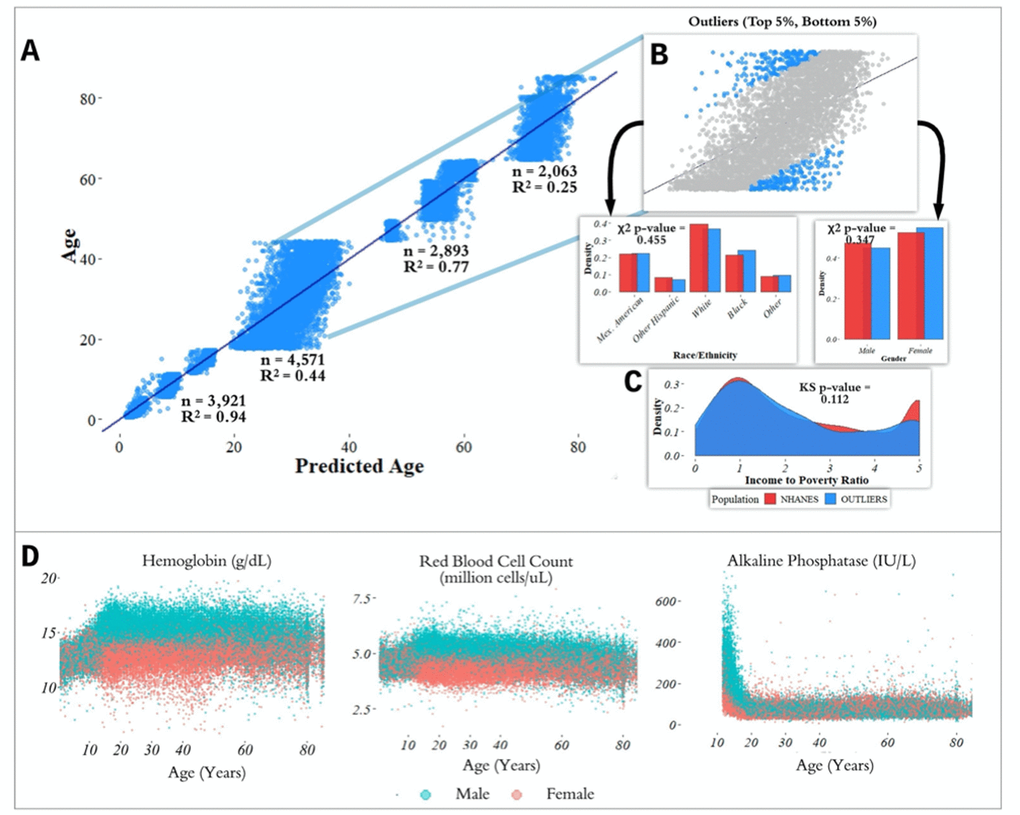 Performance of prediction model across age groups. (A) Actual age vs. predicted age from the random forest model with R2 and sample size (n) for each age range in the test set. (B) Observations with a residual error falling in the top 5% or bottom 5% were identified and compared to the overall NHANES population. (C) Gender, race, and income to poverty ratio distributions were compared between outliers and the overall NHANES population. (D) Analyte levels by age, colored by gender. Hemoglobin, red blood cell count, and alkaline phosphatase were selected to represent contrasting patterns in the separability of males and females at different age ranges.