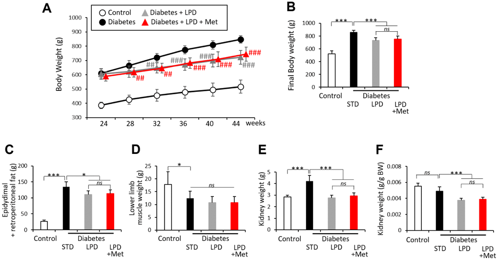 Characteristics of rats. Whole body weights of each group of rats during the 20-week experimental period (A). Whole body weights (B), epidydimal and post peritoneal fat weights (C), lower limb muscle weights (D), kidney weights (E) and kidney weights per g body weight (BW) (F) at the end of the study (n=7). The data shown are the means ± SD. ##p### pns: not significant. White circles: control, black circles: diabetes, white triangles: diabetes + LPD, black triangles: diabetes + LPD + Met. LPD: low-protein diet, Met: methionine, BW: body weight.