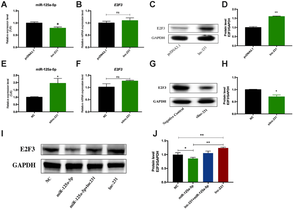 LncRNA 2310043L19Rik regulates the expression of E2F3 by sponging miR-125a-5p. Real-time PCR analysis of miR-125a-5p expression in C2C12 transfected with and 2310043L19Rik overexpression (A) (pcDNA3.1, lnc-231), and 2310043L19Rik knockdown (E) (siNC or silnc-231) cultured in GM for 24 h. Real-time PCR analysis of E2F3 mRNA expression with 2310043L19Rik overexpression (B) (in C2C12 transfected with pcDNA3.1, lnc-231), and 2310043L19Rik knockdown (F) (in C2C12 transfected with siNC or silnc-231) cultured in GM for 24 h. Western blot results analysis of 2310043L19Rik overexpression (C) and knockdown (G) affecting on the protein expression levels of E2F3 in C2C12 cells cultured in GM for 48 h. and relative protein lever was performed (D, H). (I) Western blot results analysis of E2F3 in co-transfection assay, and quantification of the E2F3 expression (J).