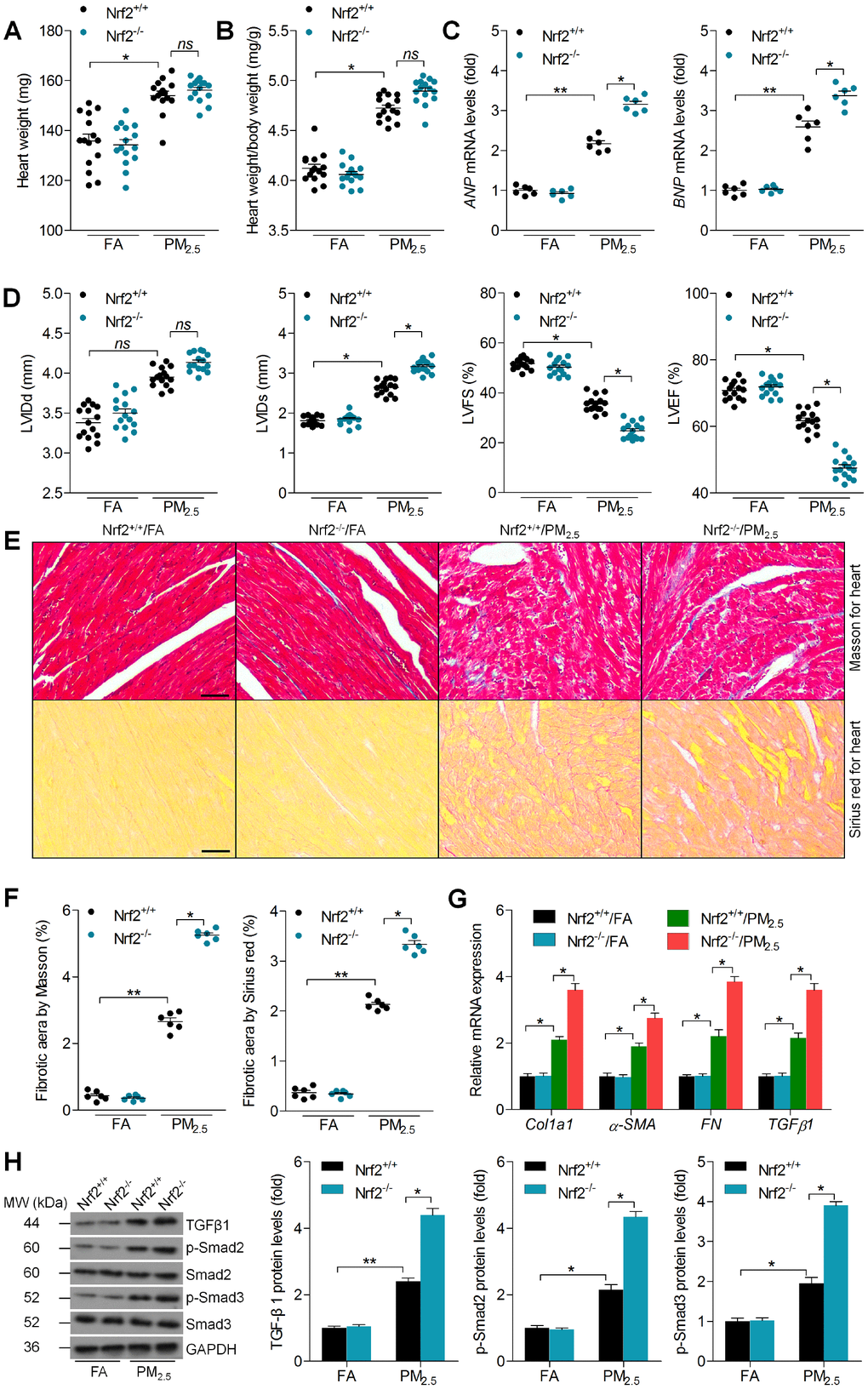 Nrf2 deletion accelerates cardiac dysfunction and fibrosis in PM2.5-exposed mice. (A) Measurements of heart weight. n = 15 in each group. (B) Calculation of the ratio of heart weight to body weight. n = 15 in each group. (C) RT-qPCR analysis of ANP and BNP mRNA levels in heart samples. n = 6 in each group. (D) Cardiac function was analyzed by echocardiography, and LVIDd, LVIDs, LVFS% and LVEF% were quantified. n = 15 in each group. (E) Masson’s trichrome staining (up panel) and Sirius Red staining (down panel) of cardiac sections. Scale bar was 100 μm. n = 6 in each group. (F) Calculation of fibrotic area following Masson’s trichrome and Sirius Red staining. n = 6 in each group. (G) RT-qPCR analysis of Col1a1, α-SMA, FN and TGFβ1 mRNA levels in heart samples. n = 6 in each group. (H) Western blot analysis of TGFβ1, p-Smad2 and p-Smad3 protein levels in heart tissues. n = 6 in each group. Data were expressed as the mean ± SEM. *P **P 