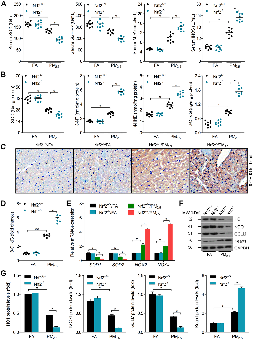 Nrf2 knockout promotes PM2.5-induced oxidative stress in heart tissues. (A) SOD, GSH-Px, MDA and iNOS levels in serum of mice were measured. n = 8 in each group. (B) SOD, 3’-NT, 4-HNE and 8-OHdG levels in cardiac samples were determined. n = 8 in each group. (C, D) IHC staining of 8-OHdG and the quantification of its relative expression were exhibited. Scale bar was 100 μm. n = 6 in each group. (E) RT-qPCR analysis of SOD1, SOD2, NOX2 and NOX4 mRNA levels in heart samples. n = 6 in each group. (F, G) Western blot analysis of HO1, NQO1, GCLM and Keap1 protein expression in heart tissues. n = 6 in each group. Data were expressed as the mean ± SEM. *P **P 