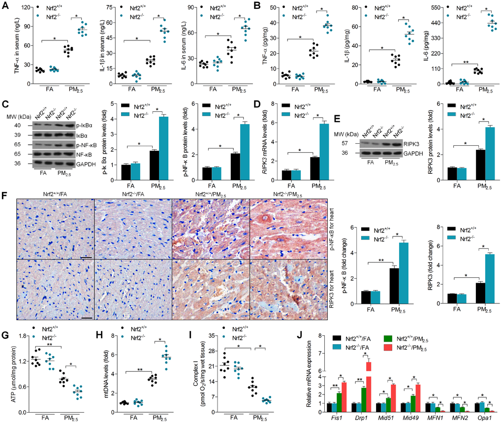 Nrf2 deficiency enhances cardiac inflammation, RIPK3 expression and mitochondrial disorder in PM2.5-exposed mice. ELISA analysis of TNF-α, IL-1β and IL-6 in (A) serum and (B) heart tissue samples. n = 8 in each group. (C) Western blot analysis of p-IκBα and p-NF-κB in heart tissues. n = 6 in each group. (D) RT-qPCR and (E) western blot analysis of RIPK3 in heart tissues from each group of mice. n = 6 in each group. (F) Representative images for IHC staining of p-NF-κB and RIPK3 in the cardiac sections, and the quantified results of p-NF-κB and RIPK3 were showed. Scale bar was 100 μm. n = 6 in each group. (G) ATP production in hearts. n = 8 in each group. (H) Content of mtDNA was calculated through the ratio of Cox1 to cyclophilin A. n = 8 in each group. (I) Evaluation of complex I respiration rate. n = 8 in each group. (J) RT-qPCR analysis of mitochondrial function-associated genes, including Fis1, Drp1, Mid51, Mid49, MFN1, MFN2 and Opa1, in heart tissues. n = 6 in each group. Data were expressed as the mean ± SEM. *P **P 