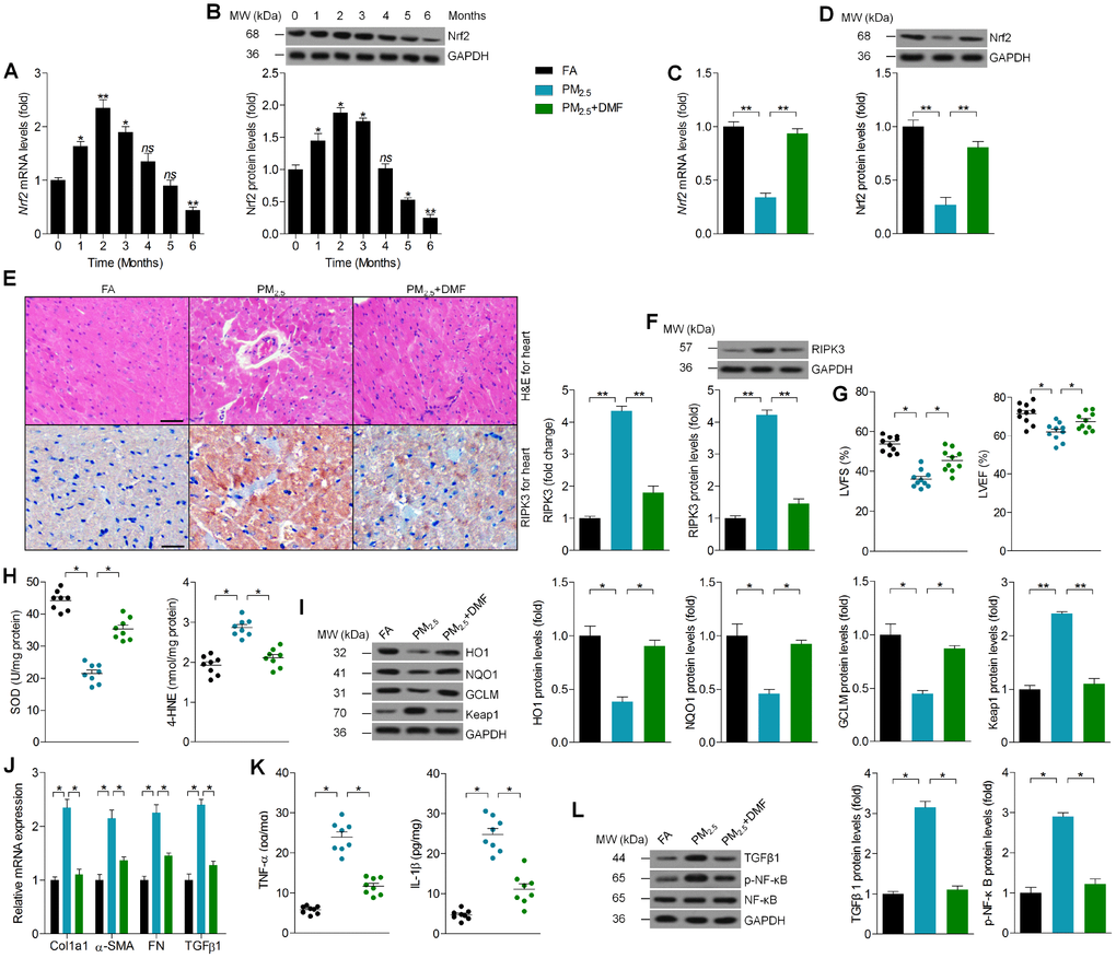 Promoting Nrf2 expression alleviates PM2.5-induced cardiomyopathy. (A) RT-qPCR and (B) western blot analysis of Nrf2 in heart tissues from Nrf2+/+ mice at the indicated time points. n = 6 in each group. (C) RT-qPCR and (D) western blot analysis of Nrf2 in heart tissues from Nrf2+/+ mice treated with or without DMF. n = 6 in each group. (E) Representative images of H&E staining and RIPK3 staining of cardiac sections from the indicated groups of mice were displayed, and the relative expression of RIPK3 was quantified by IHC. n = 6 in each group. (F) Western blot analysis of RIPK3 in heart tissues. n = 6 in each group. (G) Cardiac function was analyzed by echocardiography. LVFS% and LVEF% were quantified. n = 10 in each group. (H) Cardiac SOD and 4-HNE levels were measured. n = 8 in each group. (I) Western blot analysis of HO1, NQO1, GCLM and Keap1 protein expression in heart tissues. n = 6 in each group. (J) RT-qPCR analysis of Col1a1, α-SMA, FN and TGFβ1 mRNA levels in heart samples. n = 6 in each group. (K) ELISA analysis of TNF-α and IL-1β in heart tissues. n = 8 in each group. (L) Western blot analysis of TGFβ1 and p-NF-κB in heart tissues. n = 6 in each group. Data were expressed as the mean ± SEM. *P **P 