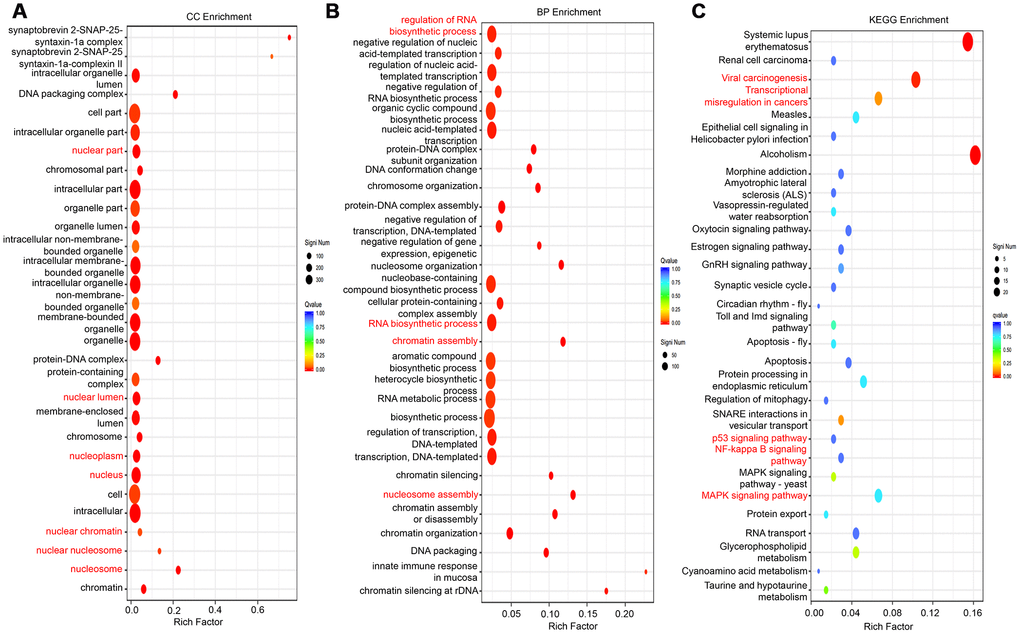 GO and KEGG analysis of differentially expressed genes after knockdown of lncRNA-LALR1. (A) Cellular component analysis of the differentially expressed genes. (B) Cellular process analysis of the differentially expressed genes. (C) KEGG signaling analysis of the differentially expressed genes.