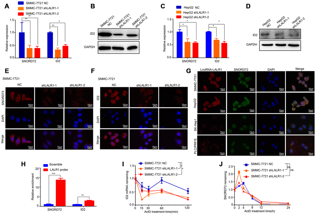 LncRNA-LALR1 upregulates SNORD72 and ID2 in HCC cells. (A) qRT-PCR showing the expression of SNORD72 and ID2 after lncRNA-LALR1 silencing in SMMC-7721 cells. (B) Western blot showing the expression of ID2 after lncRNA-LALR1 silencing in SMMC-7721 cells. (C) qRT-PCR showing the expression of SNORD72 and ID2 after knockdown of lncRNA-LALR1 in HepG2 cells. (D) Western blot showing the expression of ID2 after lncRNA-LALR1 silencing in HepG2 cells. (E) FISH assay showing the expression of SNORD72 after lncRNA-LALR1 silencing in SMMC-7721 cells. (F) FISH assay showing the expression of ID2 after lncRNA-LALR1 silencing in SMMC-7721 cells. (G) FISH showing lncRNA-LALR1 is co-localized with SNORD72 in HepG2, SMMC-7721, PLC/PRF/5, Sk-Hep1 cells. (H) RNA pulldown assay showing lncRNA-LALR1 interacts with SNORD72 and ID2 mRNA. (I) The effect of lncRNA-LALR1 on the mRNA stability of ID2. (J) The effect of lncRNA-LALR1 on the mRNA stability of SNORD72. *: P 