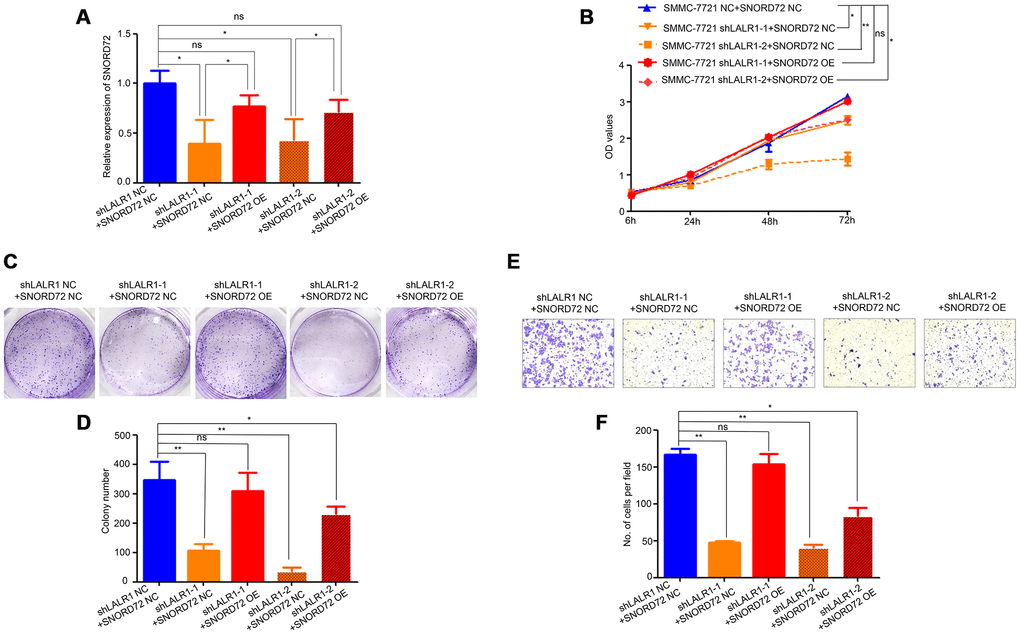 Overexpression of SNORD72 restored the proliferation, colony formation and invasion capacity in lncRNA-LALR1-knockdown cells. (A) qRT-PCR assay showing the overexpression of SNORD72 in lncRNA-LALR1-knockdown cells. (B) CCK-8 assay showing overexpression of SNORD72 rescues the proliferation ability compared with control group in vitro. (C) Colony formation assay showing overexpression of SNORD72 rescues the growth ability compared with control group in vitro. (D) Colony formation assay showing overexpression of SNORD72 rescues the growth ability compared with control group. (E) Transwell invasion assay showing overexpression of SNORD72 rescues the invasion ability compared with control group in vitro. (F) Transwell invasion assay showing overexpression of SNORD72 rescues the invasion ability compared with control group. *: P 