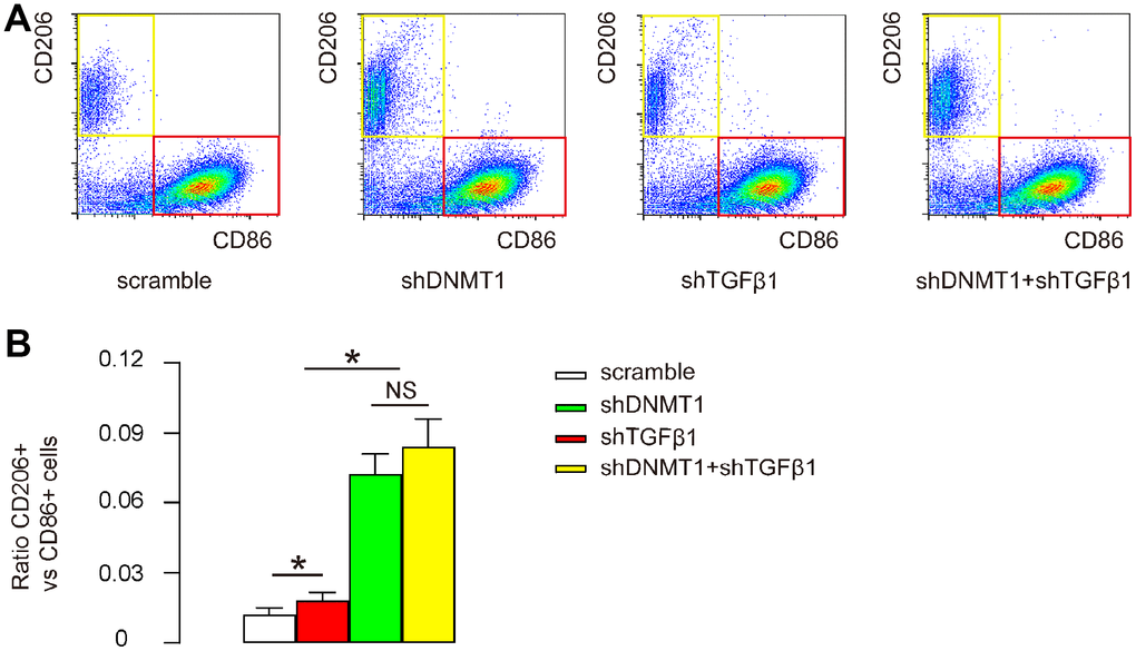 Effects of AAVs on macrophage polarization. (A, B) Flow cytometry for CD86 and CD206 on F4/80+ cells from the LDD zone, as shown by representative flow charts (A) and by quantification of the ratio of CD206+ M2 macrophages to CD86+ M1 macrophages (B). *p