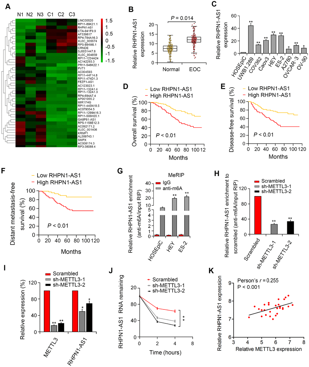 RHPN1-AS1 is overexpressed in EOC tissues and cells and predicts poor prognosis. (A) The heat map of lncRNAs with the largest difference between the three pairs of EOC and control tissues (P B, C) RHPN1-AS1 expression in EOC specimens, control tissues, and EOC cell lines. (D–F) Association between RHPN1-AS1 expression and survival by Kaplan–Meier analysis. (G) m6A methylation level of RHPN1-AS1 in EOC cells and HOSEPIC cells determined by MeRIP-qPCR. (H) Changes in m6A-modified RHPN1-AS1 levels after METTL3 sectioning in HEY cells. (I) METTL3 and RHPN1-AS1 expressions in sh-METTL3-HEY cells. (J) RHPN1-AS1 stability was decreased in HEY cells with METTL3 knockdown. (K) Correlation between RHPN1-AS1 and METTL3 expression in EOC tissues.*P