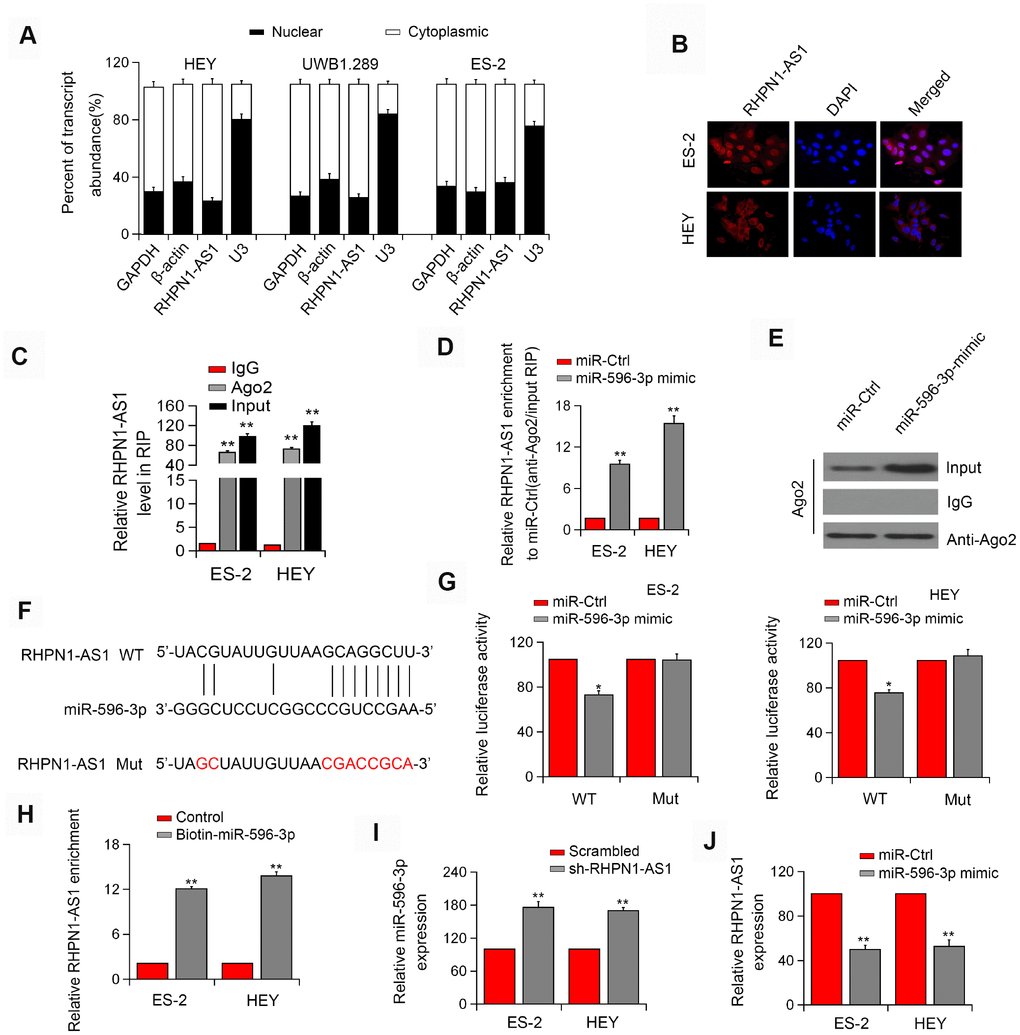 RHPN1-AS1 acts as a ceRNA to sponge miR-596. (A) qRT-PCR analysis of RHPN1-AS1 expression in HEY, UWB 1.289, and ES-2 cells. (B) RNA-FISH showed the subcellular localization of RHPN1-AS1 in ES-2 and HEY cells. RHPN1-AS1 was stained with Cy3 (red) and nuclei were stained with DAPI (blue). (C) Ago2-RIP was performed in ES-2 and HEY cells. (D, E) Enrichment of RHPN1-AS1 in ES-2 and HEY cells transfected with miR-596 mimic. (F) Prediction of miR-596 binding site in the RHPN1-AS1. (G) Luciferase activity in ES-2 and HEY cells co-transfected with WT/mut RHPN1-AS1 plasmids, and miR-596 mimic or miR-Ctrl. (H) Biotin-miR-596 pull-down enrichment of RHPN1-AS1. (I) Relative levels of miR-596 in ES-2 and HEY cells transfected with sh-RHPN1-AS1#2 or scrambled control. (J) Relative levels of RHPN1-AS1 in ES-2 and HEY cells transfected with miR-596-mimic or miR-Ctrl. *P