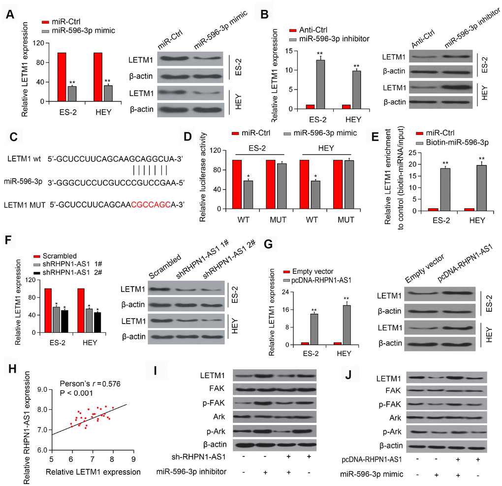 RHPN1-AS1 acts as a sponge for miR-596 to increase LETM1 expression. (A, B) Relative mRNA and protein levels of LETM1 in ES-2 and HEY cells transfected with miR-596-mimics or miR-596 inhibitor. (C) The predicted binding site of miR-596 in the LETM13'-UTR. (D) Luciferase activity in ES-2 and HEY cells co-transfected with WT/mutant LETM1 plasmids with miR-596 mimic or miR-Ctrl. (E) Enrichment of LETM1 by biotin-miR-596. (F, G) LETM1 protein levels in ES-2 and HEY cells transfected with sh-RHPN1-AS1s or pcDNA-RHPN1-AS1. (H) Correlation between RHPN1-AS1 and LETM1 expression in EOC tissues. (I) Expression levels of LETM1, FAK, p-FAK, and AKT, and p-Akt in cells transfected with shRHPN1-AS1#2 and/or miR-596 inhibitor. (J) Expression levels of LETM1, FAK, p-FAK, AKT, and p-Akt in cells transfected with pcDNA-RHPN1-AS1 and/or miR-596 mimic. *P