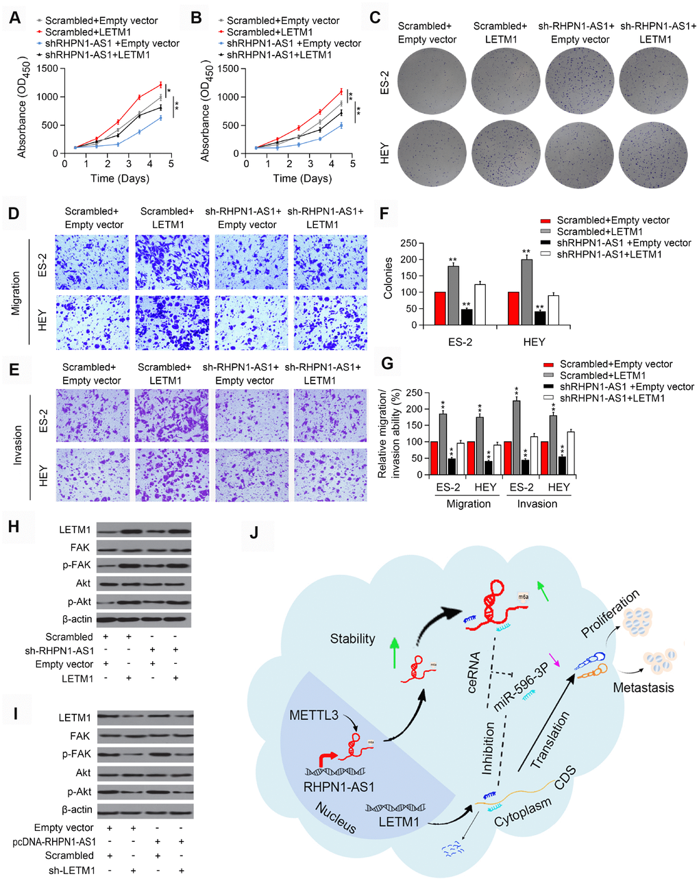 LETM1 is involved in RHPN1-AS1-mediated EOC progression. (A, B) CCK-8 assay in ES-2 and HEY cells transfected with shRHPN1-AS1#2 and/or pcDNA-LETM1. (C) Colony formation analysis in EOC cells transfected with shRHPN1-AS1#2 and/or pcDNA-LETM1. (D–G) Transwell assay in EOC cells transfected with shRHPN1-AS1#2 and/or pcDNA-LETM1. (H) Western blotting analysis of LETM1, FAK, p-FAK, Akt, p-Akt in EOC cells transfected with shRHPN1-AS1#2 and/or pcDNA-LETM1. (I) Western blotting analysis of LETM1, p-FAK, Akt, p-Akt in ES-2 and SUNE1 cells transfected with pcDNA-RHPN1-AS1 and/or sh-LETM1. (J) A mechanism model for the expression and function of RHPN1-AS1 in EOC. *P