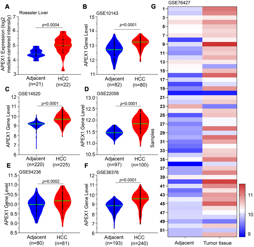 APEX1 transcript levels in HCC and adjacent normal liver tissues. The APEX1 transcript levels in HCC and adjacent normal liver tissues from the (A) Roessler Liver dataset (22 HCC and 21 normal liver samples) and (B) GSE10143; (C) GSE14520; (D) GSE22058; (E) GSE54236; and (F) GSE36376 datasets are shown. (G) The heatmap shows APEX1 mRNA expression in 52 paired HCC and corresponding adjacent normal liver tissues.