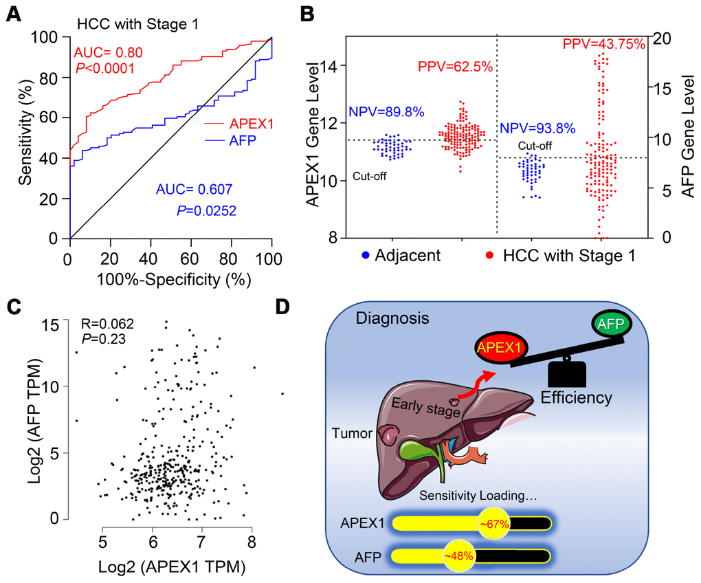 APEX1 is a better diagnostic biomarker than AFP in early stage HCC patients. (A) The diagnostic values of APEX1 and AFP in stage 1 HCC patients based on ROC curve analysis is shown. (B) The best cut-off values for APEX1 and AFP were calculated using the Youden index in combination with the Product index. (C) The analysis of Pearson correlation co-efficients for APEX1 and AFP expression in the HCC and adjacent normal liver tissues is shown. (D) The graphical representation shows the mean diagnostic sensitivity of APEX1 and AFP in HCC patients from the GSE25097 and GSE63898 datasets. APEX1 shows significantly higher diagnostic value compared to AFP.