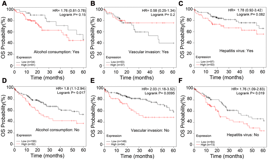 APEX1 is a prognostic biomarker in non-alcoholic, vascular invasion-negative and hepatitis virus infection-negative HCC patients. (A, B) Kaplan-Meier survival curve analysis shows the OS rates of high- and low-APEX1 expressing alcoholic and non-alcoholic HCC patients. (C, D) Kaplan-Meier survival curve analysis shows the OS rates of high- and low-APEX1 expressing vascular invasion-positive and vascular invasion-negative HCC patients. (E, F) Kaplan-Meier survival curve analysis shows the OS rates of high- and low-APEX1 expressing hepatitis virus infection-positive and hepatitis virus infection-negative HCC patients.