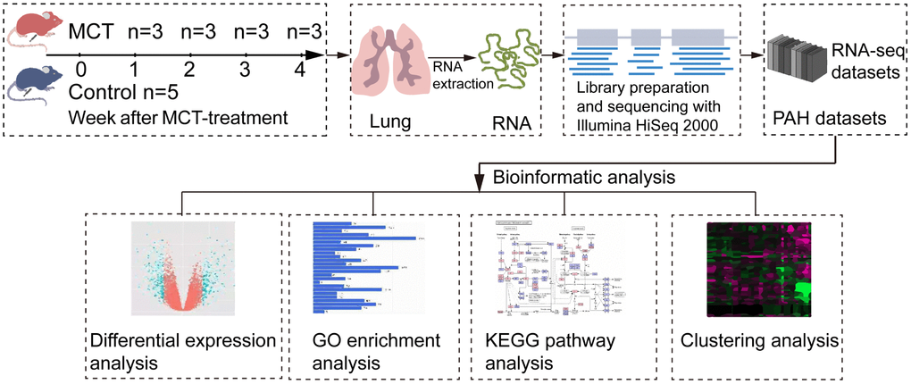 Schematic workflow of RNA-seq and bioinformatics analysis. MCT-treatment rats were treated with MCT for 1, 2, 3 and 4 weeks, and then total RNA was isolated from control and MCT-treated rats. After cDNA library preparation and RNA-seq, the datasets were generated and submitted to bioinformatics analysis, including differential expression analysis, GO enrichment analysis, KEGG pathway enrichment analysis and clustering analysis.