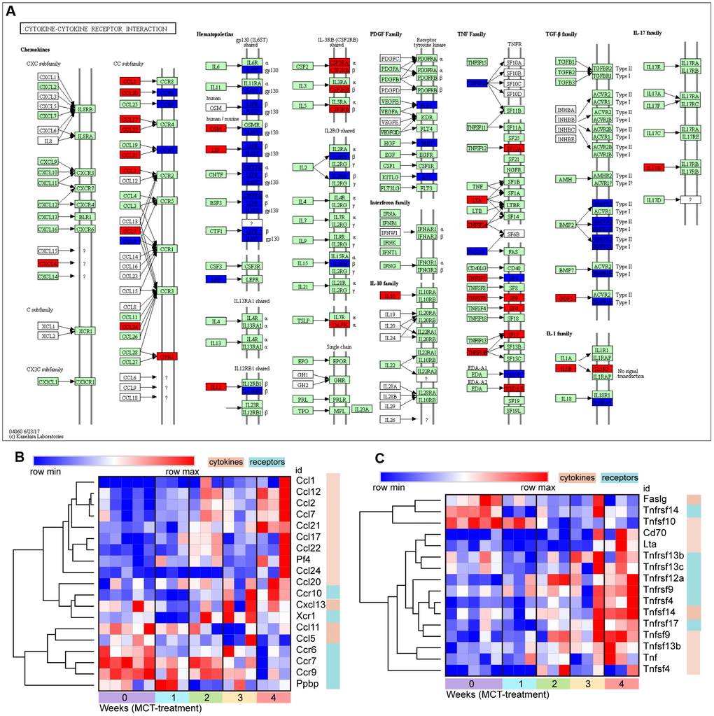 The change of cytokine-cytokine receptor interaction in response to MCT treatment. (A) KEGG pathway map showing change of cytokine-cytokine receptor interaction, DEGs with relatively increased and reduced expression were shown in red and blue, respectively, while green represented background genes. KEGG pathway only at week 4 was showed. (B) Heatmap and hierarchical clustering analysis of DEGs that were annotated in the chemokines and receptors in cytokine-cytokine receptor interaction, (C) Heatmap and hierarchical clustering of DEGs that were annotated in the TNF families and receptors in cytokine-cytokine receptor interaction.