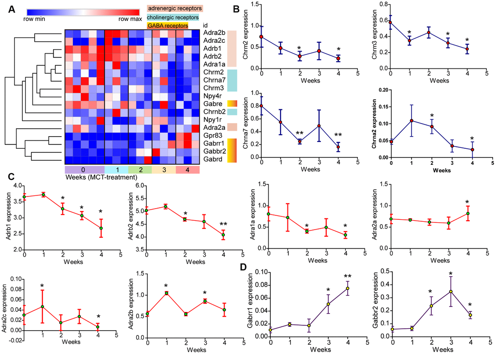 The change of neuroactive ligand-receptors in MCT-induced PAH. (A) Hierarchical clustering of DEGs that were annotated in the cholinergic and adrenergic receptors as well as GABA receptors. (B–D) Temporal expression levels of DEGs annotated in neuroactive ligand-receptor interaction. Data were shown as mean ± S.E.M and analyzed by one-way ANOVA followed by Dunnett’s test, n = 3 MCT-treated rats at each week, and n = 5 control. *pvs control and **pvs control.