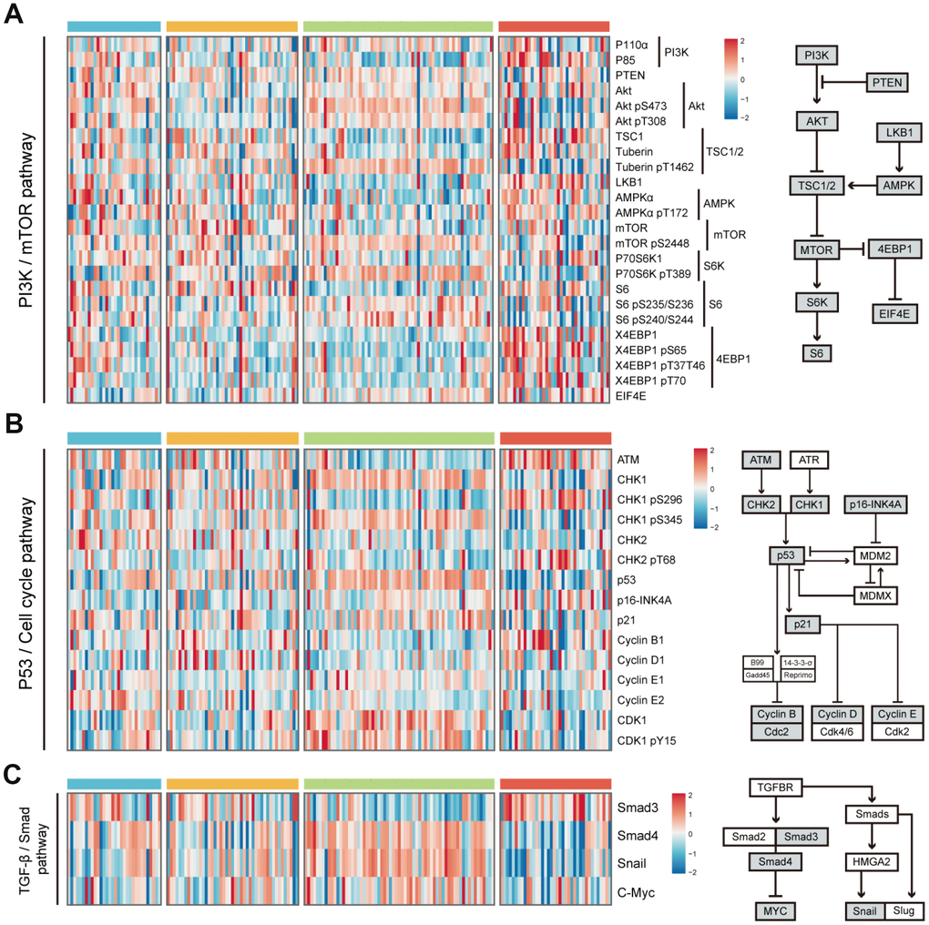 Difference of protein expression levels in PI3K/mTOR pathway, P53/Cell cycle pathway, and TGF-β/Smad pathway among 4 HCC subclasses. (A) Heatmap shows the expression level of 24 proteins in PI3K/mTOR pathway. The right half of the figure shows the basic components of PI3K/mTOR pathway. (B) Heatmap shows the expression level of 15 proteins in P53/Cell cycle pathway. The right half of the figure shows the basic components of P53/Cell cycle pathway. (C) Heatmap shows the expression level of proteins in TGF-β/Smad pathway. The right half of the figure shows the basic components of TGF-β/Smad pathway (see detailed information in Supplementary Figure 3). Data is available for proteins inside grey boxes. HCC: hepatocellular carcinoma.