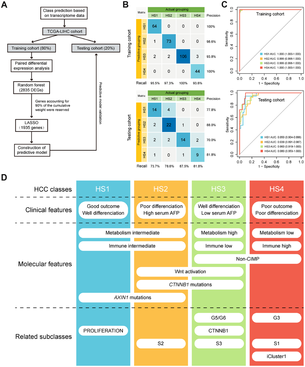 Class prediction of HCC patients. (A) Flow chart shows the process of prediction model construction. (B) Confusion matrix evaluations of prediction model within the training cohort and testing cohort. A perfect prediction model (100% accuracy) have 0 counts for all non-diagonal entries (that is, no misclassified samples). (C) ROC curves in training and testing cohort depict trade-offs between true and false positive rates as classification stringency varies. AUC values close to 1 indicate that a high true positive rate was achieved with low false positive rate, while AUC values close to 0.5 indicate random performance. (D) Overview of the characteristics of 4 HCC subclasses. HCC: hepatocellular carcinoma; ROC: Receiver operating characteristic; AUC: Area under the curve.