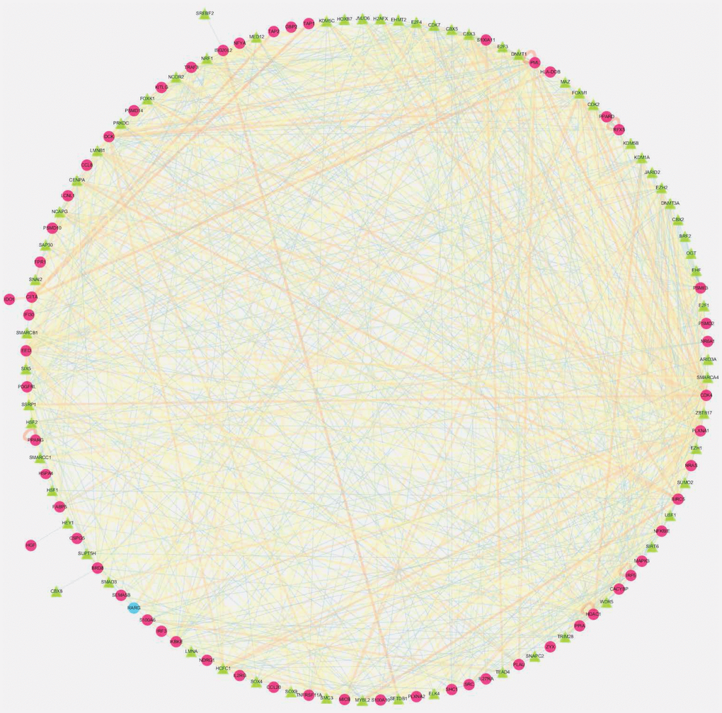 Transcription factors (TFs)- mediated regulatory network. Regulatory network constructed based on survival relevant TFs and IRGs. The red circle represents high-risk genes, the blue circle represents low-risk genes. The green triangle represents transcription factors, and the thickness and brightness of lines between nodes represent the level of relevance (low Cor values to small sizes and dark colors).