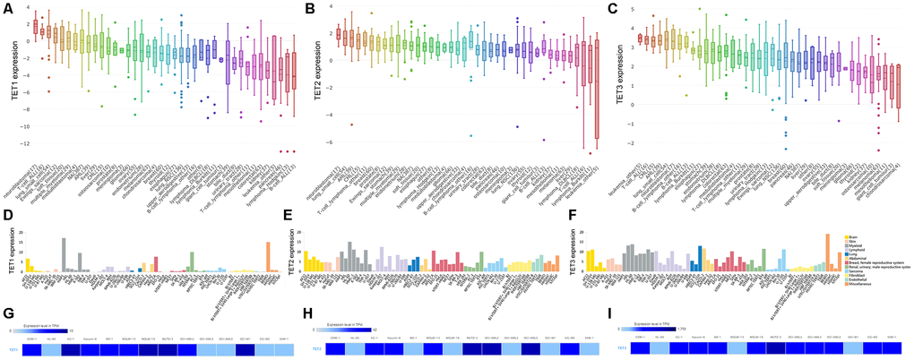 The expression of TETs in human cancer cell lines including AML cell lines. (A–C) The expression of TETs in human cancer cell lines, analyzing by the Cancer Cell Line Encyclopedia (CCLE) dataset (https://www.broadinstitute.org/ccle). (D–F) The expression of TETs in human cancer cell lines, analyzing by The Human Protein Atlas (HPA) dataset (https://www.proteinatlas.org/). (G–I) The expression of TETs in leukemia cell lines, analyzed by the European Bioinformatics Institute (EMBL-EBI) dataset (https://www.ebi.ac.uk).