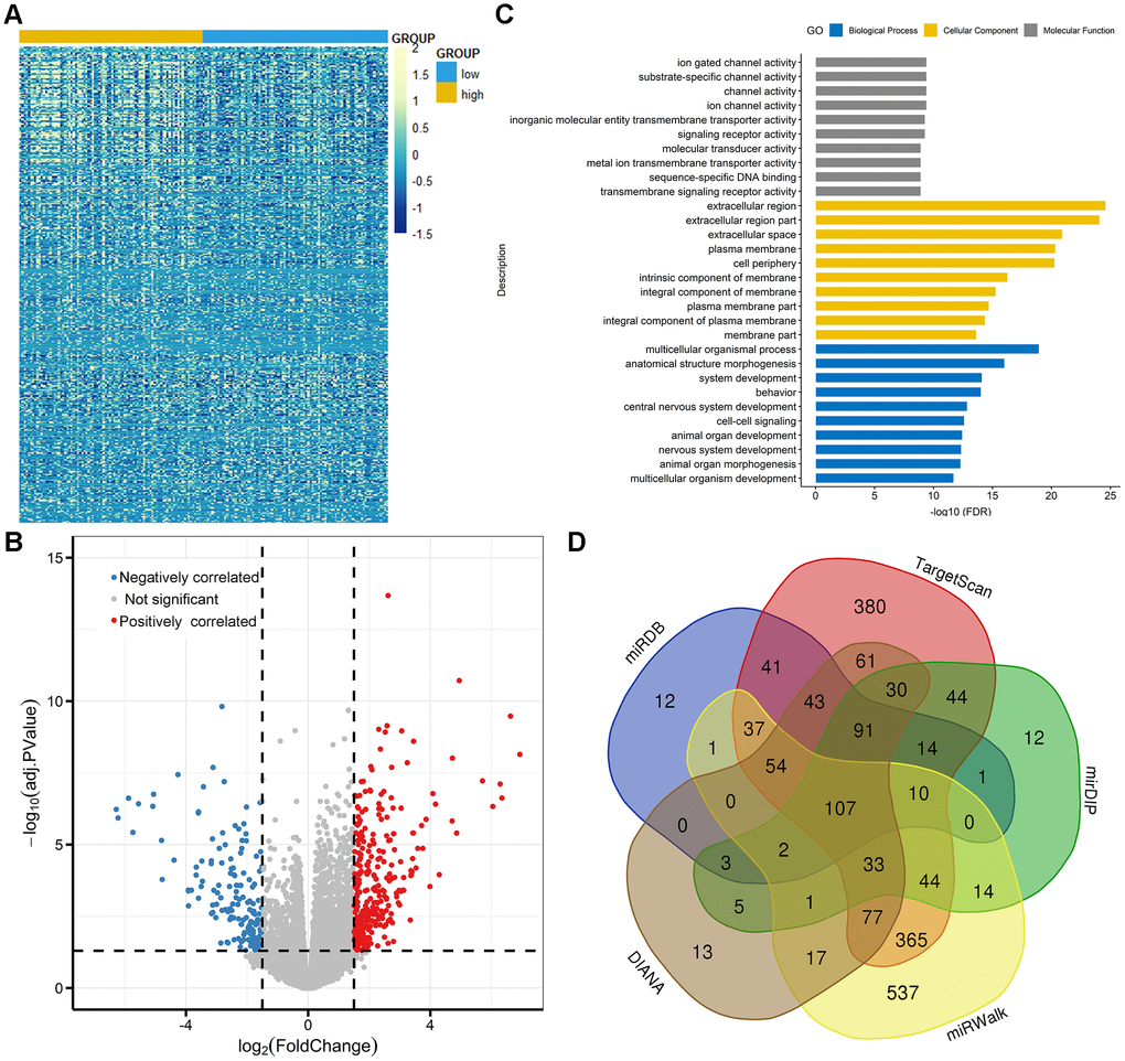 Molecular signatures associated with TET3 in AML. (A) Expression heatmap of differentially expressed genes between TET3low and TET3high AML patients (FDRP1.5). (B) Volcano plot of differentially expressed genes between TET3low and TET3high AML patients. (C) Gene Ontology analysis of DEGs conducted using online website of STRING (http://string-db.org). (D) Venn results of microRNAs which could target TET3 predicted by DIANA (http://diana.imis.athena-innovation.gr/DianaTools/index.php? r=microT