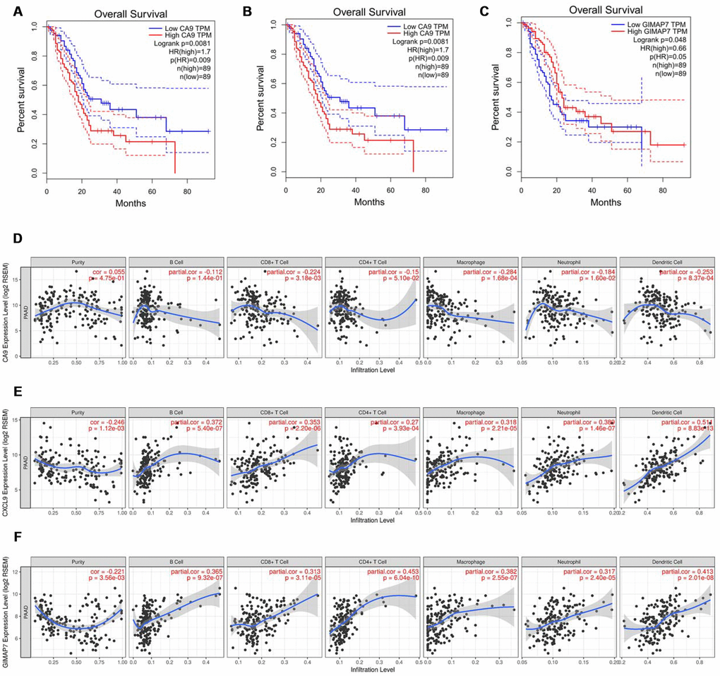 CA9, CXCL9, and GIMAP7 regulate the immune infiltration of tumour microenvironment in PAAD. (A–C) The overall survival rate of the patients with PAAD were computed with the GEPIA web tool. (D–F) The Timer web tool was used to determine the association between the expression levels of CA9 (D), CXCL9 (E) and GIMAP7 (F) with the infiltration level of immune cells in PAAD samples.