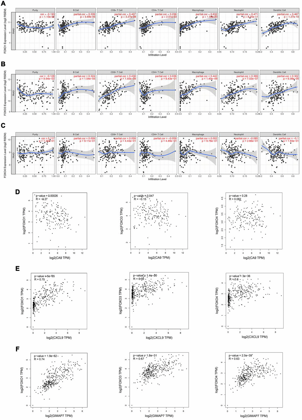 FOXOs regulate the immune infiltration of tumor microenvironment in PAAD. (A–C) The Timer web tool was used to determine the association between the expression levels of FOXO1 (A), FOXO3 (B), and FOXO4 (C) with the infiltration level of immune cells in PAAD samples. (D–F) The GEPIA web tool was used to determine the correlation between the mRNA expression levels of CA9 (D), CXCL9 (E), and GIMAP7 (F) with FoxOs in PAAD samples, respectively.