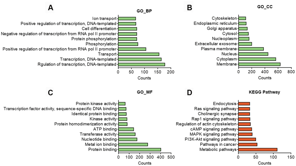 In silico analysis of predicted target genes of circBBS9. (A–C) GO analysis of predicted target genes with top 10 differ gene counts. The horizontal axis is the gene counts for the GO terms, and the vertical axis is the GO terms. (D) KEGG pathway analysis of predicted target gene with top 10 differ gene counts. Selection counts represent the number of entities of target genes directly associated with the listed Pathway.