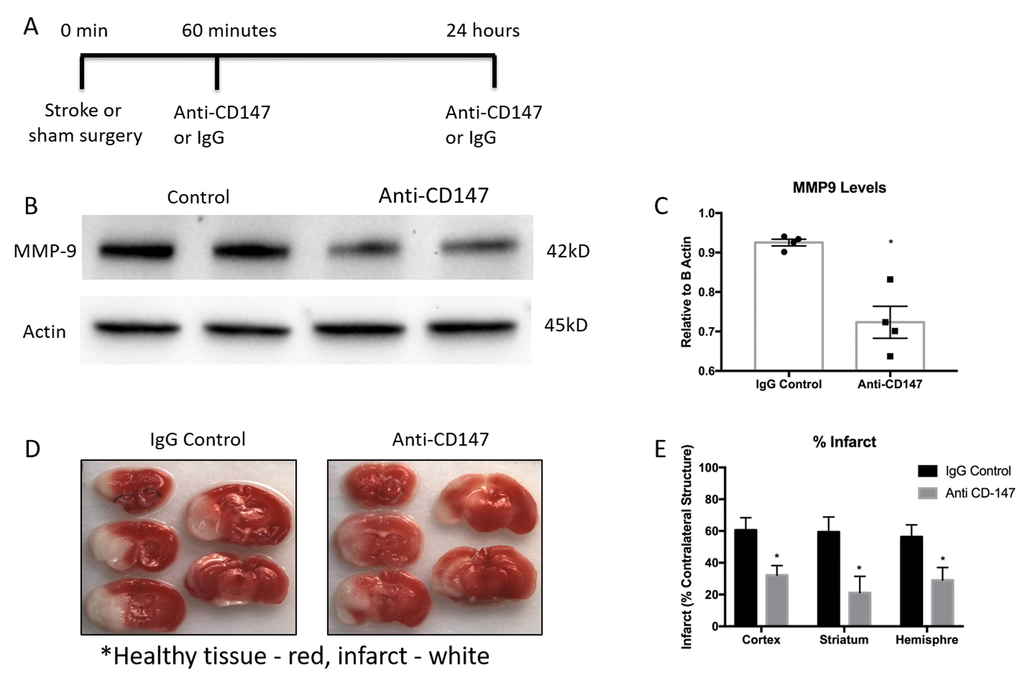 Matrix metalloproteinase-9 (MMP-9) protein concentrations and infarct volumes decrease following anti-CD147 antibody administration. (A) Timeline depicting the dosing strategy of CD147. (B) Representative western blots of MMP-9 protein concentrations in 72-hour post stroke mice following IgG control or anti-CD147 antibody administration, quantified in (C) pD) Representative TTC images of 72 hour post stroke brain slices of IgG control or ant-CD147 antibody. Red color details healthy brain tissue while white is indicative of infarcted tissue. (E) Quantification of percent infarct volume of cortex, striatum or total hemisphere relative to contralateral regions, p