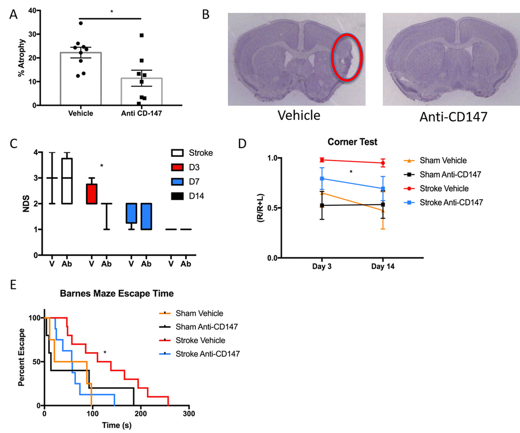 Histological and Cognitive outcomes are improved following anti-CD147 antibody administration. (A) Quantification of percent atrophy of brain slices 14 days following MCAO, pB) Representative cresyl violet images of IgG or anti-CD147 antibody administered slices, region of interest highlighted by red oval. (C) Neurological deficit scores were obtained at four time points over 14 days beginning with one-hour post onset of MCAO. Day 3 post MCAO anti-CD147 administered mice displayed improved NDS, pD) Corner testing revealed an effect of antibody treatment across two time points; day 3 and day 14, pE) Barnes maze testing highlighted improvement in spatial learning and memory in antibody treated mice compared to IgG control on day 14, p=0.03.