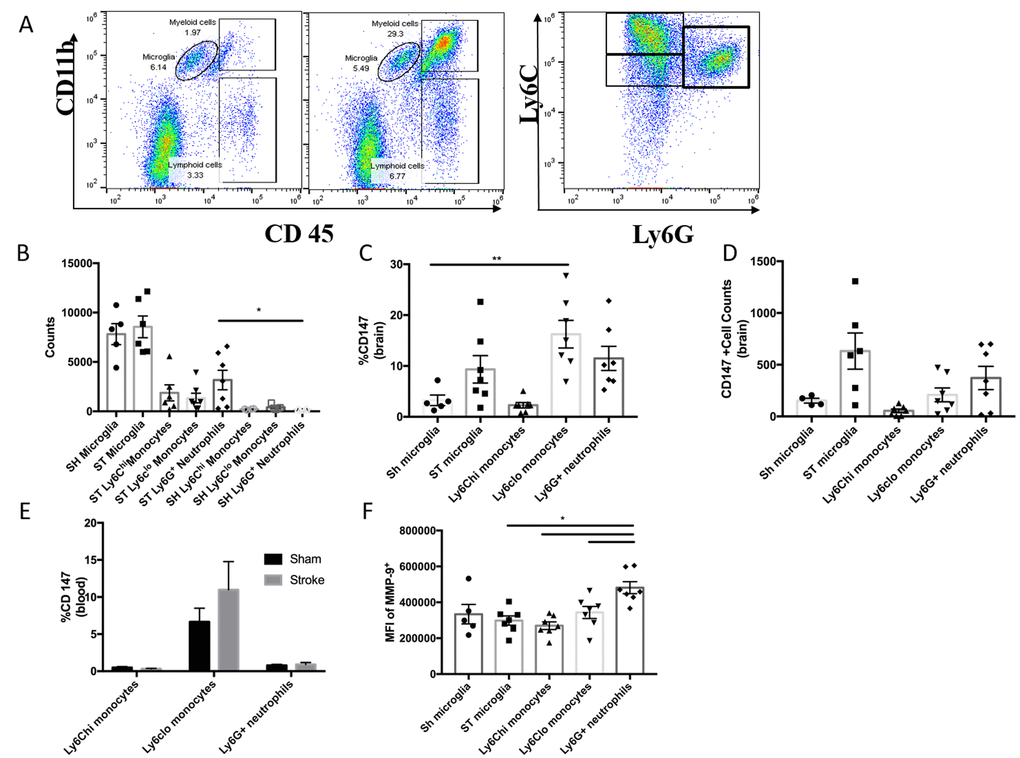 CD147 expression in the aged brain. (A) Representative dot plot of aged sham and stroke (72hr) brain; shows microglia and infiltrating myeloid cells. Representative dot plot of 72hr stroke brain; gated on myeloid cells, shows Ly6Chi monocytes, Ly6Clo monocytes, and Ly6G neutrophils. (B) Quantified counts at 72hr in stroke brain and sham microglia. (C) Quantified % CD147 positive cells in brain. (D) Absolute counts of CD147+ cells in brain, n=6. (E) Quantified %CD147 postive cells from blood. (F) Quantified expression level of MMP-9 on brain-infiltrating myeloid cells (and sham microglia).