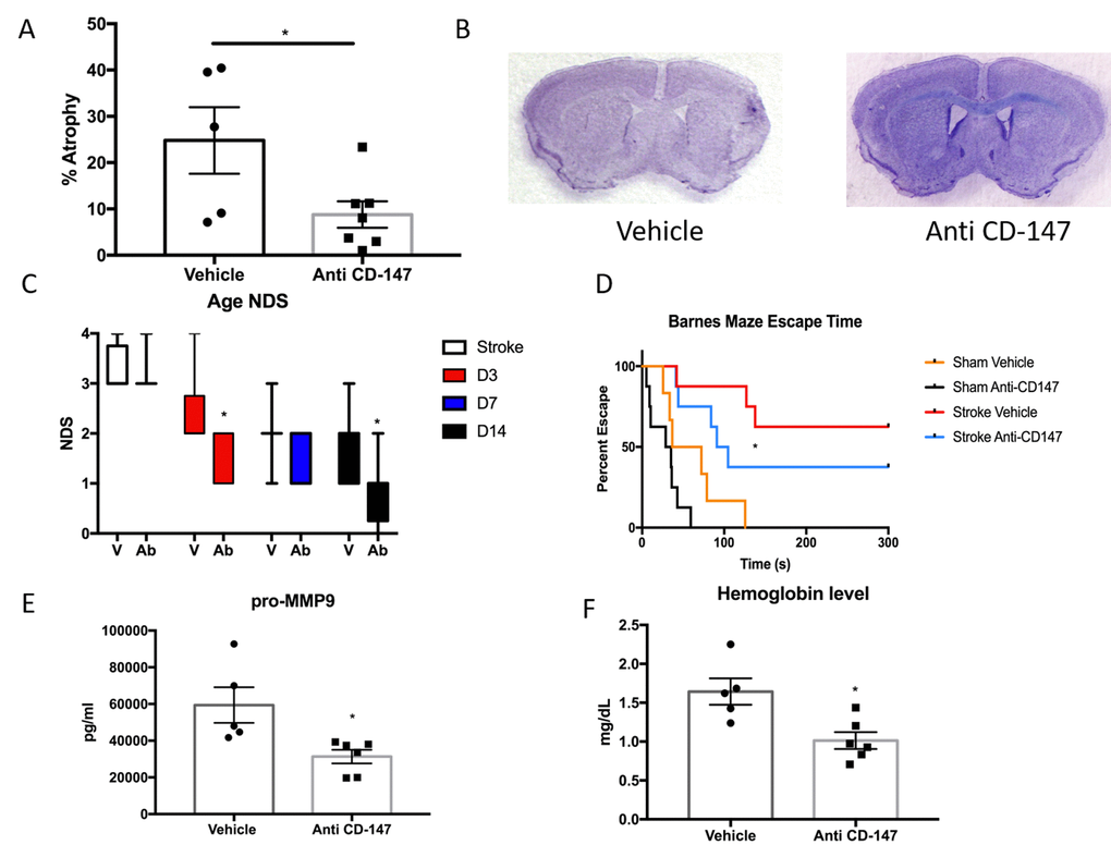 CD147 blocking antibody reduced infarct volume and improved cognitive outcomes in aged male mice. (A) CD147 blocking antibody administration reduced the amount of atrophy witnessed in the aged brain following stroke compared to IgG control at day 14. (B) Representative cresyl violet stained brain slices. (C) Neurological deficit scores showed improvement at day 3 and day 14 following stroke. (D) Cognitive impairment, as measured by escape time on the Barnes Maze, was prevented in stroke mice that received CD147 blocking antibody. (E) Levels of pro-MMP-9 were reduced in stroke mice receiving blocking antibody. (F) Brain hemoglobin, a reflection of blood brain barrier breakdown and hemorrhagic transformation was decreased in blocking antibody treated mice.