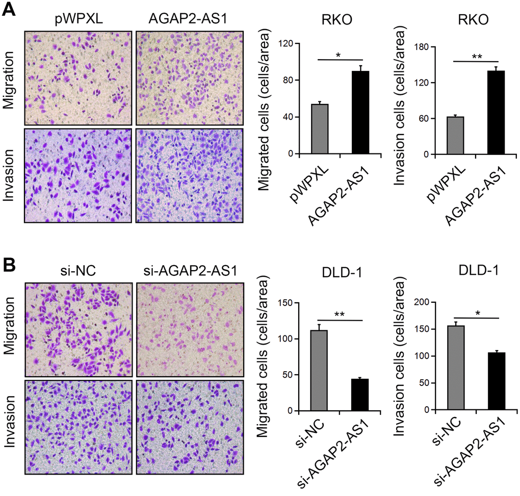 AGAP2-AS1 promoted the mobility in CRC cells. (A, B) Representative images of cell migration and invasion after AGAP2-AS1 overexpression or knockdown. *P 