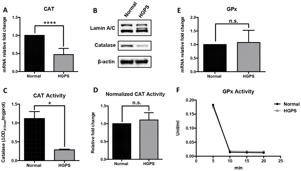 Characterization of the ROS-scavenging enzymes in HGPS peroxisomes. (A) Quantitative RT-PCR analysis of the relative expression of catalase in normal and HGPS fibroblasts. ****, p B) Western blot analysis of Lamin A/C, progerin and catalase expression in normal and HGPS fibroblasts at passage 25. (C) Catalase activity assay measured by the decomposed H2O2 per mg total protein from normal and HGPS fibroblasts. *, p D) Catalase activity normalized with the protein expression level in normal and HGPS fibroblasts. n.s., not significant. (E) Quantitative RT-PCR analysis of the relative expression of Glutathione peroxidase in normal and HGPS fibroblasts. n.s., not significant. (F) Glutathione peroxidase activity in normal and HGPS fibroblasts. All experiments were performed using mid-passage cells between p15 to p25. All experiments were repeated at least three times and representative data were shown as indicated.