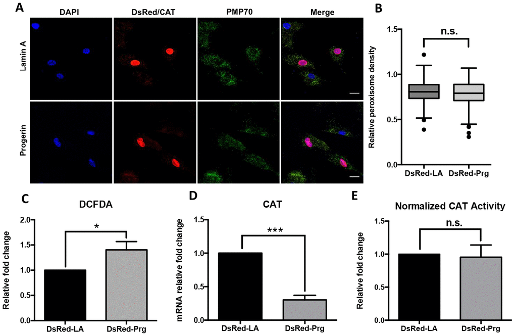 Peroxisomal defects in normal fibroblasts expressing progerin. (A) Normal human dermal fibroblast cells were infected by DsRed-LA and DsRed-Pg lentiviruses. The exogenous Lamin A and progerin expression were detected by DsRed fluorescence in the nuclei. Peroxisomes localization was indicated by PMP70 and catalase immunofluorescence staining. Bar = 25μm. (B) Quantification of PMP70 puncta per square unit in fibroblasts overexpressing lamin A and progerin. More than 200 cells from 3 independent experiments were analyzed and the data was represented in Tukey box plot. Boxes show the 25th, 50th, and 75th percentiles and the dots indicate the outliers. (C) Relative fold change of ROS activity measured by DCFDA flow cytometry analysis in fibroblasts overexpressing lamin A and progerin. *, p D) Quantitative RT-PCR analysis of the relative expression of catalase in fibroblasts overexpressing lamin A and progerin. ***, p E) Normalized catalase activity in fibroblasts overexpressing lamin A and progerin. n.s., not significant. All experiments were performed using mid-passage cells between p15 to p25. All experiments were repeated at least three times and representative data were shown as indicated.