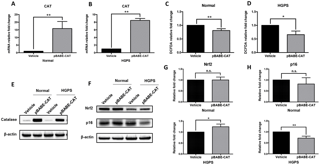 Catalase overexpression alleviates oxidative stress in normal and HGPS fibroblasts. (A, B) Quantitative RT-PCR analysis showed the relative expression of catalase in normal and HGPS fibroblasts infected by pBABE-CAT and control pBABE-puro retroviral vectors (Vehicle), respectively. **, p C, D) Relative fold change of ROS activity measured by DCFDA flow cytometry analysis in normal and HGPS fibroblasts overexpressing catalase. *, p E) Western blot analysis showed catalase expression in normal and HGPS fibroblasts infected with pBABE-CAT and control vectors (cell passage number = 18). (F) Western blot analysis showed Nrf2 and p16 expression in normal and HGPS fibroblasts infected with pBABE-CAT and control vectors (cell passage number = 18). (G, H) Quantification of Nrf2 and p16 relative expression from Figure 4F. *, p 