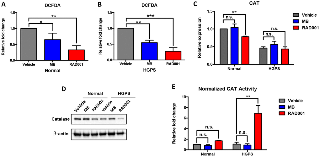 Methylene Blue (MB) and RAD001 reduce cellular ROS and RAD001 activated catalase activity in HGPS cells. Normal and HGPS fibroblasts were treated with 100nM Methylene Blue and RAD001 for 2 weeks. (A, B) The relative fold change of ROS activity was measured by DCFDA flow cytometry analysis. One-way ANOVA followed by Dunnett's multiple comparisons test was used to compare the effect of Methylene Blue and RAD001 treatment with the control group (Vehicle). *, p C) Relative mRNA expression of catalase was detected by quantitative RT-PCR analysis. Two-way ANOVA followed by Dunnett's multiple comparisons test was used to compare the mRNA expression of Methylene Blue and RAD001 treated cells with the control group within each block (normal and HGPS). n.s., not significant, **, p D) Catalase expression level was detected by Western blot analysis (cell passage number = 19). (E) Normalized catalase activity. Two-way ANOVA followed by Dunnett's multiple comparisons test was used to compare the catalase activity of Methylene Blue and RAD001 treated cells with the control group within each block (normal and HGPS). n.s., not significant, **, p 