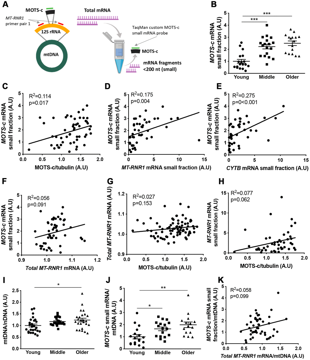 Muscle MOTS-c and 12S rRNA transcription with aging.12S rRNA mRNA (MT-RNR1) and MOTS-c mRNA analysis technique (A). Young, middle-aged and older male muscle MOTS-c mRNA levels in the small RNA fraction were determined (B) and correlated with muscle MOTS-c protein expression (C), MT-RNR1 (D) and CYTB (E) mRNA levels in the small RNA fraction and MT-RNR1 mRNA levels in the total RNA fraction (F). MT-RNR1 mRNA levels in the total (G) and small (H) RNA fraction were correlated with MOTS-c protein expression. Muscle mitochondrial to nuclear DNA (mtDNA/nDNA) (I), and MOTS-c mRNA levels relative to mtDNA (J), and correlation of MOTS-c mRNA and MT-RNR1 mRNA in the total RNA relative to mtDNA (K). Significance was determined using linear regression or one-way ANOVA. Results are shown as means ± SE, due to limited sample availability and assay failure, for small RNA fraction assays n=14-18 per group, and for mtDNA n=26 for young, 24 for middle and 25 for old. *p