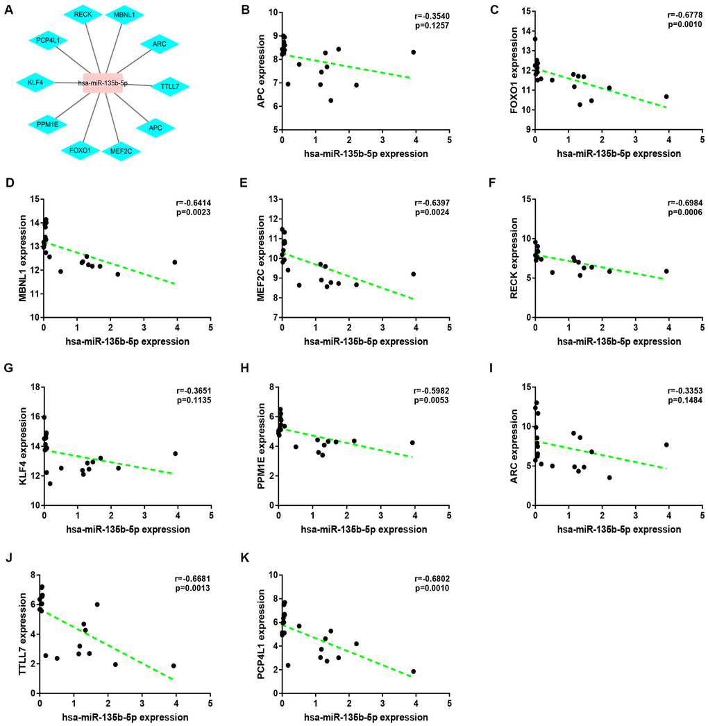 Correlation analysis for potential hsa-miR-135b-5p-target gene pairs in colorectal cancer. (A) The visual hsa-miR-145-5p-target gene network. (B) The expression correlation of hsa-miR-135b-5p with APC in colorectal cancer. (C) The expression correlation of hsa-miR-135b-5p with FOXO1 in colorectal cancer. (D) The expression correlation of hsa-miR-135b-5p with MBNL1 in colorectal cancer. (E) The expression correlation of hsa-miR-135b-5p with MEF2C in colorectal cancer. (F) The expression correlation of hsa-miR-135b-5p with RECK in colorectal cancer. (G) The expression correlation of hsa-miR-135b-5p with KLF4 in colorectal cancer. (H) The expression correlation of hsa-miR-135b-5p with PPM1E in colorectal cancer. (I) The expression correlation of hsa-miR-135b-5p with ARC in colorectal cancer. (J) The expression correlation of hsa-miR-135b-5p with TTLL7 in colorectal cancer. (K) The expression correlation of hsa-miR-135b-5p with PCP4L1 in colorectal cancer. P-value 