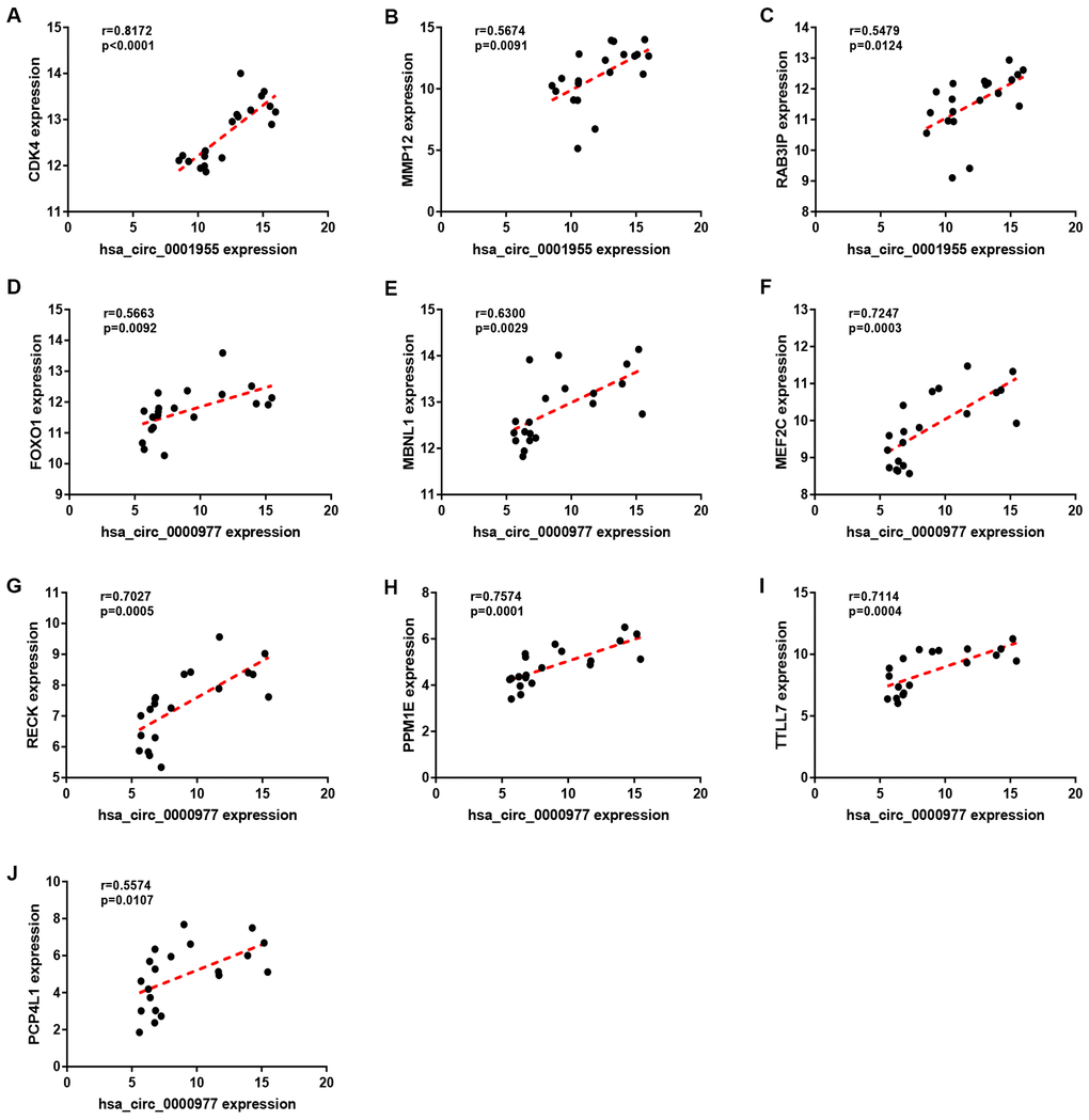 Correlation analysis for potential circRNA-target gene pairs in colorectal cancer. (A) The expression correlation of hsa