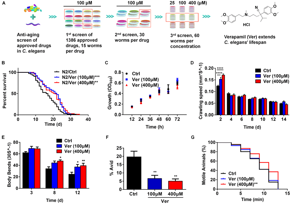 Verapamil extends lifespan and improves healthspan in C. elegans. (A) Around 1,386 FDA-approved drugs were screened, and C. elegans were used as the model for lifespan evaluation. Finally, verapamil was selected as a hit anti-aging compound. (B) Verapamil extended the lifespan of wildtype C. elegans (N2) at 100 μM (***P **P C) Verapamil (100 μM and 400 μM) did not reduce bacterial growth. Multiple t-tests were used to calculate the P-values and error bars represent SEM. (D) Verapamil increased the crawling speed of worms on day 2 (100 μM, ****P ****P E) Verapamil significantly increased the number of body bends on day 8 (400 μM, *P *P **P P-values, and error bars represent SEM in (D) and (E). (F) Total Avid was significantly decreased by verapamil (100 μM, **P **P P-values and error bars represent SEM. (G) Verapamil specifically improved the resistant to osmotic stress (400 μM, **P P-values in (B) and (G).