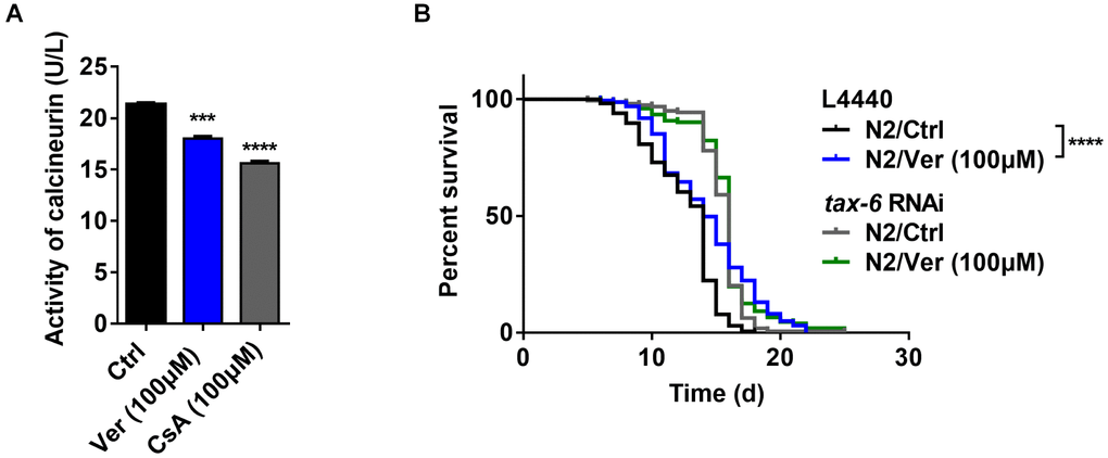 Verapamil extends lifespan by inhibiting the activity of calcineurin. (A) Verapamil (100 μM) reduced the activity of calcineurin in C. elegans (***P ***P P-values and error bars represent SEM. (B) Verapamil (100 μM) did not extend the lifespan of worms treated with tax-6 RNAi. The log-rank (Mantel-Cox) test was used to assess the P-values.