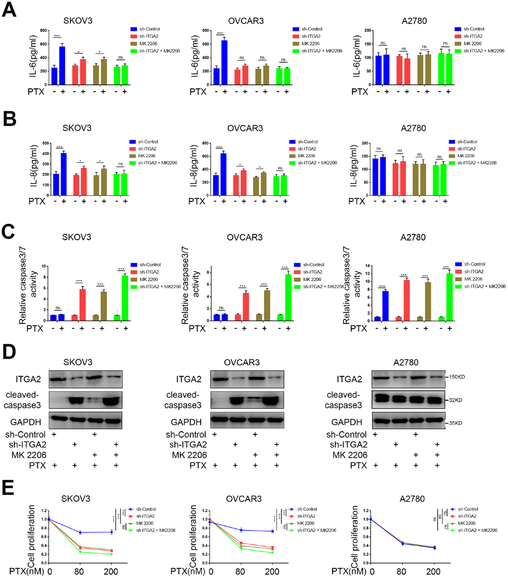 ITGA2 knockdown overcame drug-resistance induced by paclitaxel in ovarian cancers in vitro. (A–D) SKOV3, OVCAR3, and A2780 cells lines were infected sh-Control or sh-ITGA2. Tumor cells were cultured at a density of 5x105 cells/well with or without the treatment of MK 2206 and with or without the treatment of PTX. After treatment for forty-eight hours, the tumor cells supernatants were collected to tested for levels of IL-6 (A) and IL-8 (B) and the tumor cells were harvested for caspase-Glo 3/7 assay (C) and western blot assay (D). Each bar represents the mean ± SD of three independent experiments. PTX treatment group was compared with no PTX treatment group. Statistical analyses were performed with one-way ANOVA followed by Tukey's multiple comparison's tests. ns, no significant; *, P E) SKOV3, OVCAR3, and A2780 cells lines were infected sh-Control or sh-ITGA2. 48 hours post-infection, the cells were harvested for MTS assay with the treatment of PTX. Each bar represents the mean ± SD of five independent experiments. Each group was compared with sh-Control group. Statistical analyses were performed with one-way ANOVA followed by Tukey's multiple comparison's tests. **, P 