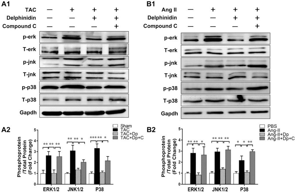 Effect of delphinidin on the MAPK signaling pathway. (A1, B1) Representative western blots showing total and phosphorylated ERK, JNK, and P38. (A2, B2) Quantitative results of western blot analysis (n=4); *p; **p; ***p. Bubbles and traces besides the main strips are parts of the blotting background in western blot.