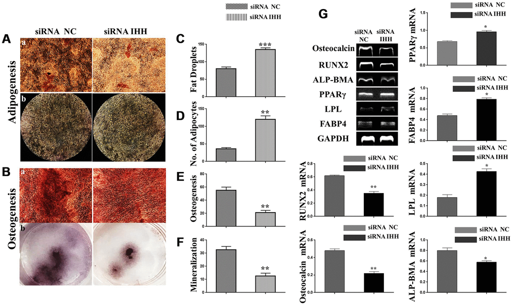 Skewed differentiation was induced in IHH-depleted BMSC. (Aa, b), (C and D) BMSC (n = 5) were transfected with siRNA negative control or siRNA IHH for 24hours then incubated in adipogenesis differentiation medium for 21 days. Adipocytes were visualized under inverted light microscope and adipogenesis measured by staining fat droplets using Oil-Red-O stain. (Ba, b), (E, F) BMSC (n = 5) were transfected with siRNA negative control or siRNA IHH for 24hours then incubated in osteogenic differentiation medium for 21 days. Osteogenesis and Ca2 mineralization measured using Alizarine-Red-S stain. (G) RT-PCR for adipogenesis markers, PPARγ, LPL, and FABP4, and osteogenesis markers, ALP-BMA, RUNX2, and osteocalcin in BMSC with and without IHH siRNA. GAPDH was used as a housekeeping gene. Results have shown as mean ± SEM. *P 